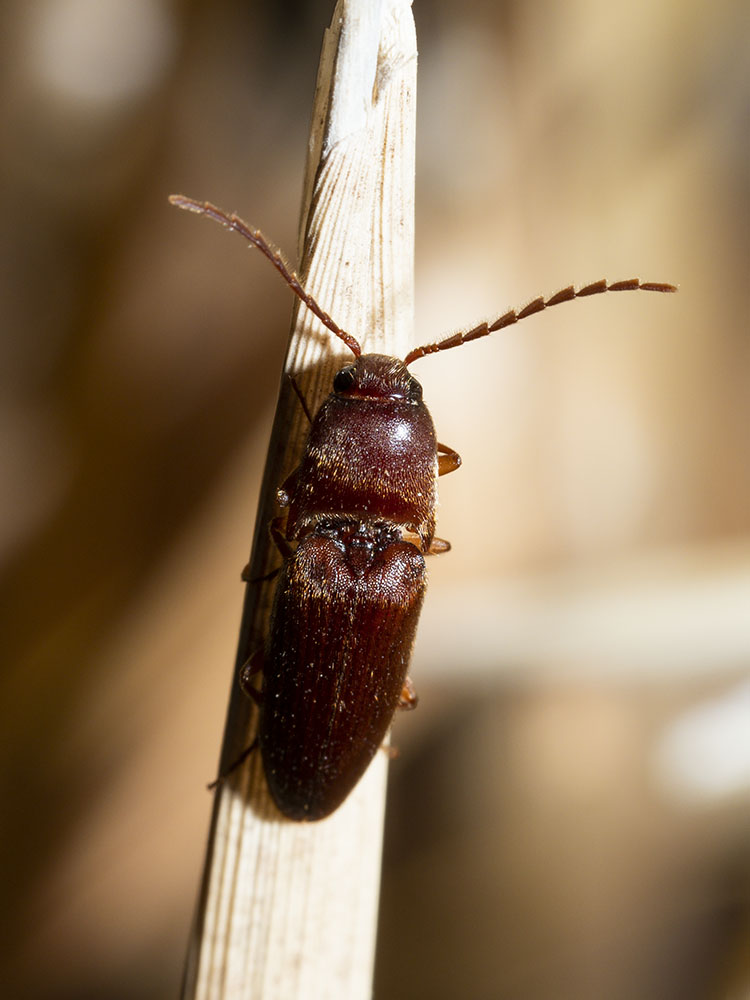 Elateridae: Mulsanteus guillebeaui